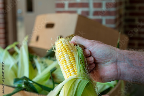 Foto A male holds a large piece of corn on the cob, shucking the green leaves and membrane from the organic vegetable