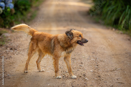 Fotografía Cachorro vira-lata peludo de porte médio em pé em uma estrada de terra rural no