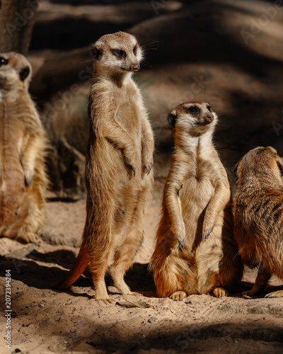 Meerkat group vigilant standing guard in desert habitat