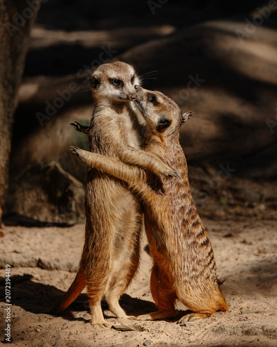 Meerkats pair bonding, standing and embracing affection