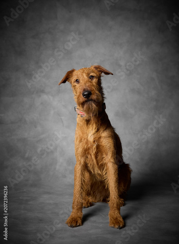 Foto Irish Terrier,
