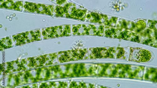 Filamentous green algae under microscope showing freshwater microorganisms with vibrant green chloroplast structures and aquatic biology cellular detail in magnified microscopic view