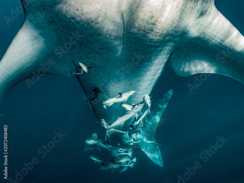 Billede på lærred Whale shark seen from below, revealing its speckled underside and remoras