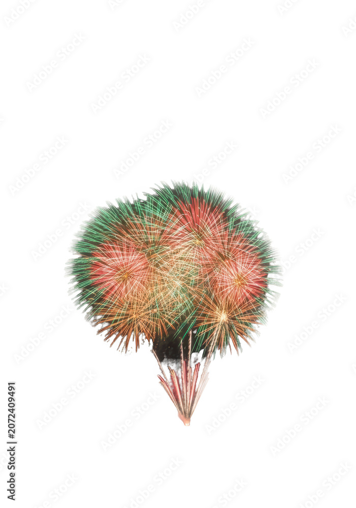 Obraz premium Cactus plant with sharp spines.