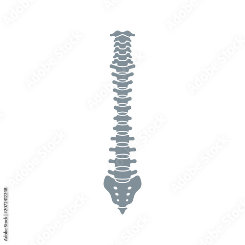Minimalist Vector Illustration of Human Spinal Column Anatomy for Medical and Chiropractic Design