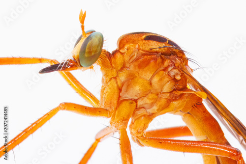 Fotografija Closeup of a Hanging Thief Robberfly, Digomites species, showing head, compound eye, antennae, and thorax, on white background