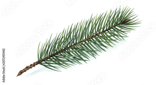 Fotografie Watercolor painting of a single spruce branch with frosty tips