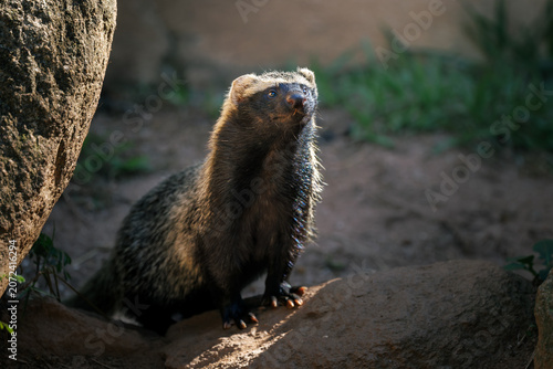 Wolverine (gulo gulo) standing alert in natural habitat, observing surroundings, showcasing strength and adaptability in remote wilderness environment