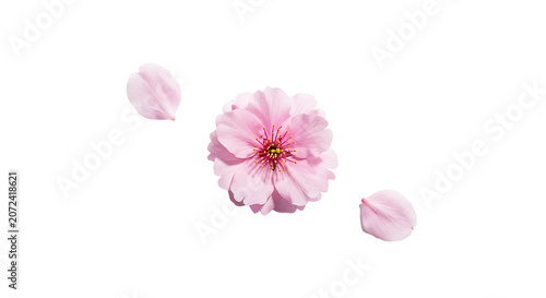 Pink cherry blossom flower with two floating petals isolated on a transparent background.
