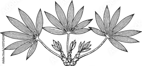 engraving of palmate leaves with stems and buds botanical illustration vintage