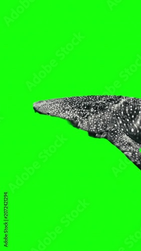 Whale Shark Swimming on Green Screen Chroma Key Background