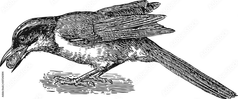 Fototapeta premium detailed illustration of a perched bird with an insect in its beak, vintage engraving