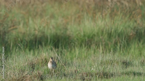 Common snipe (Gallinago gallinago). The bird sits in the grass. Wildlife.