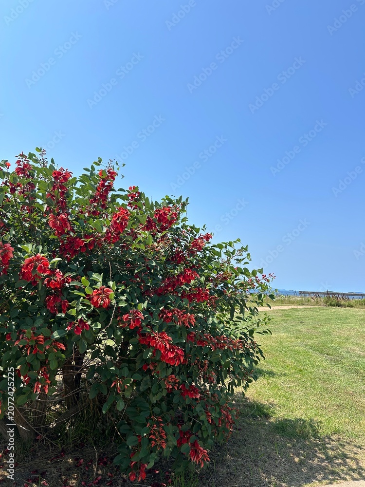 Fototapeta premium red flowering shrub near the coast under blue sky
