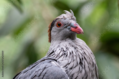 Close up of Australian Topknot Pigeon