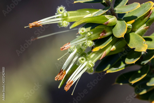 Australian Green Five-corners wild flowers