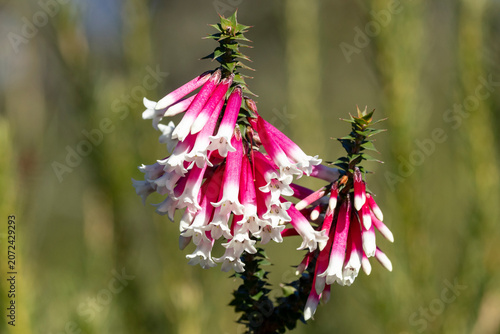 Australian native Fuchsia Heath in bloom