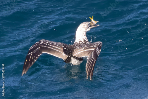 Australasian Gannet feeding on fish caught after diving