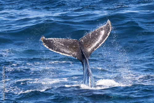 Humpback Whale tail slapping off the coast of Australia
