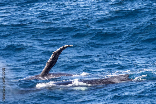 Humpback Whale waving pectoral fin in the air
