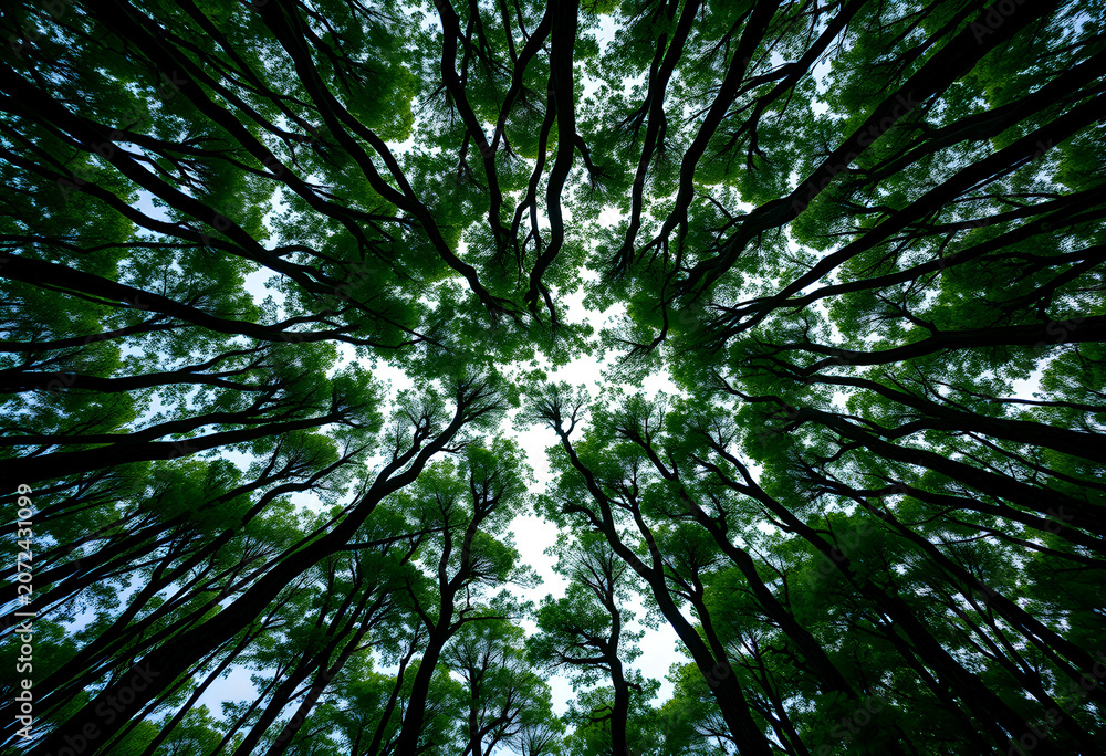 Fototapeta premium Looking up at tall green trees in forest canopy