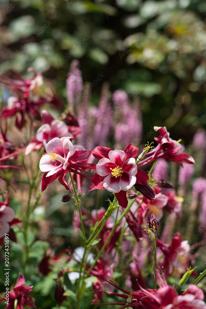 Fototapeta premium Red Hobbit Columbine