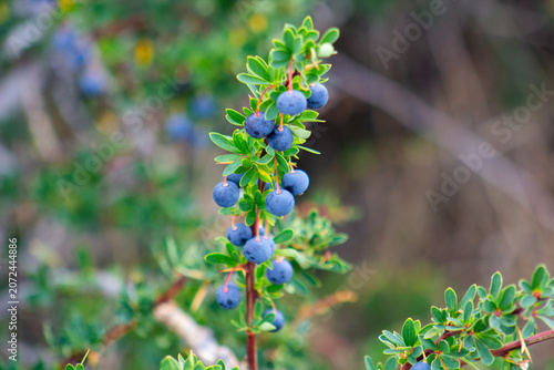 Картината върху платно a brach of calafate (Berberis microphylla)
