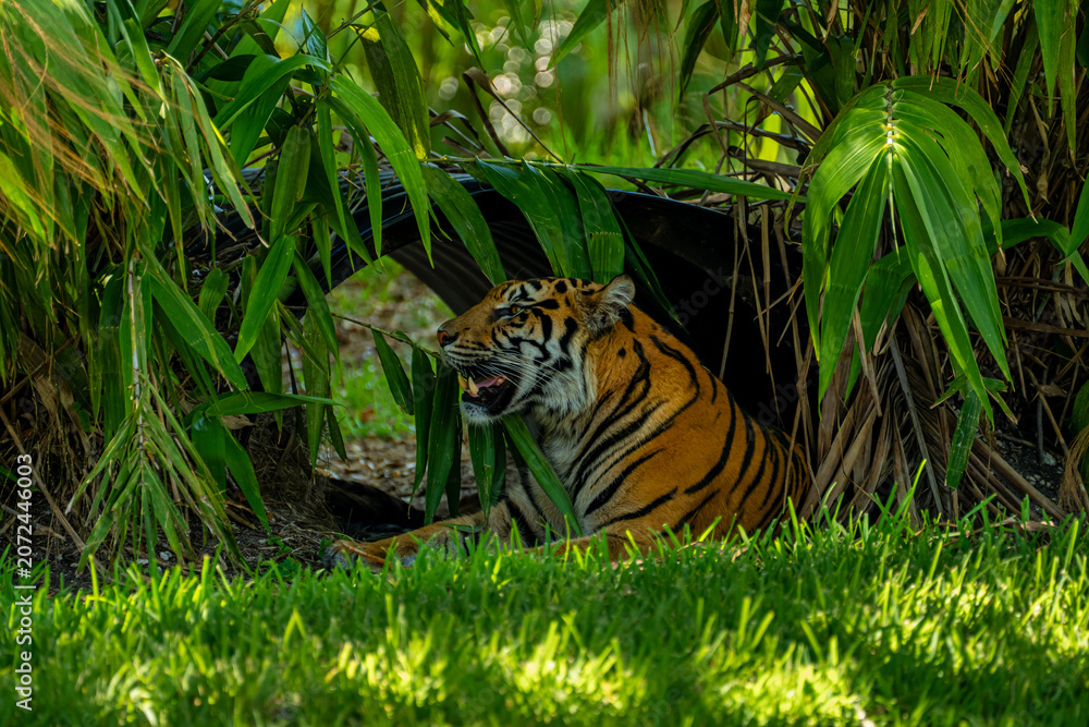 Fototapeta premium Side profile of the Sumatran tiger with the open mouth resting inside the dark tunnel shelter hidden in the green bamboo.