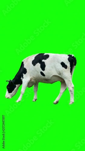 Holstein cow grazing on a green screen background