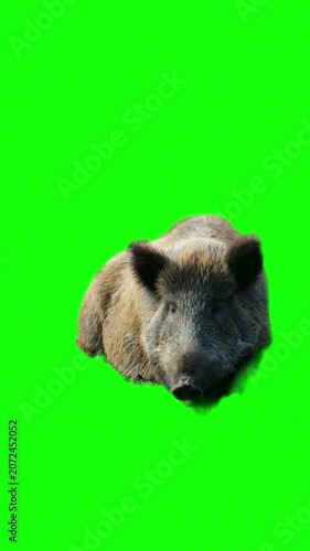 Eurasian wild pig resting on a chroma key green background