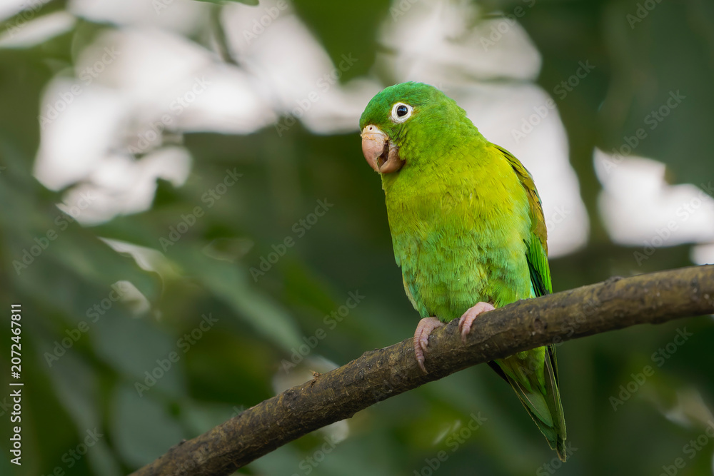 Obraz premium Orange-chinned parakeet (Brotogeris jugularis) perched on a branch in Costa Rica