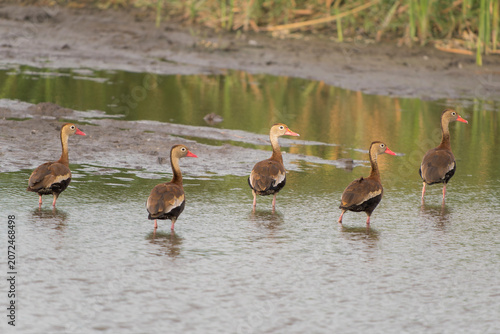 Small group of Black-bellied whistling ducks (Dendrocygna autumnalis) wading in shallow wetland water in Costa Rica