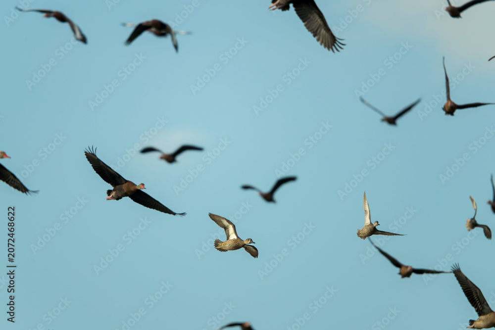 Fototapeta premium Flock of Black-bellied whistling ducks (Dendrocygna autumnalis) flying across a blue sky in Costa Rica