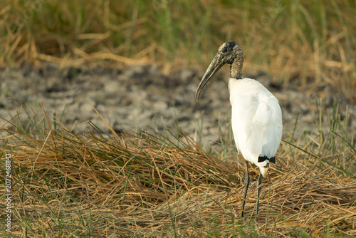 Close-up of a Wood stork (Mycteria americana) standing near muddy wetland vegetation in Costa Rica