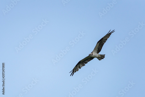 Low angle view of an osprey (Pandion haliaetus) flying against a clear blue sky in Tarcoles, Costa Rica