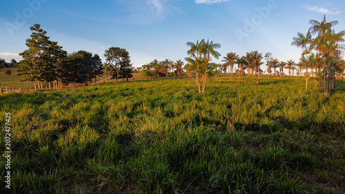 Foto Crop-livestock integration with rejuvenated pasture and native trees at sunrise