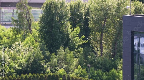 Poplar fluff flies spinning in wind against trees outdoors, summer season allergy warning, Poplar tree fluff collects and transfers pollen from blooming plants causing nasal itching and sneezing.