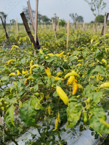Фотография a large field of chili pepper plants, specifically a variety of bird's eye chili