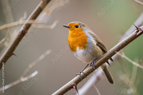 European robin (Erithacus rubecula) perched on a branch against a blurred bokeh background