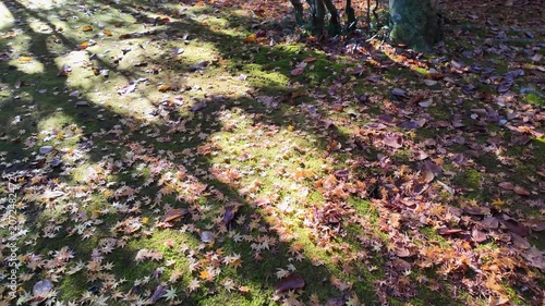 釣耕園の紅葉　熊本市