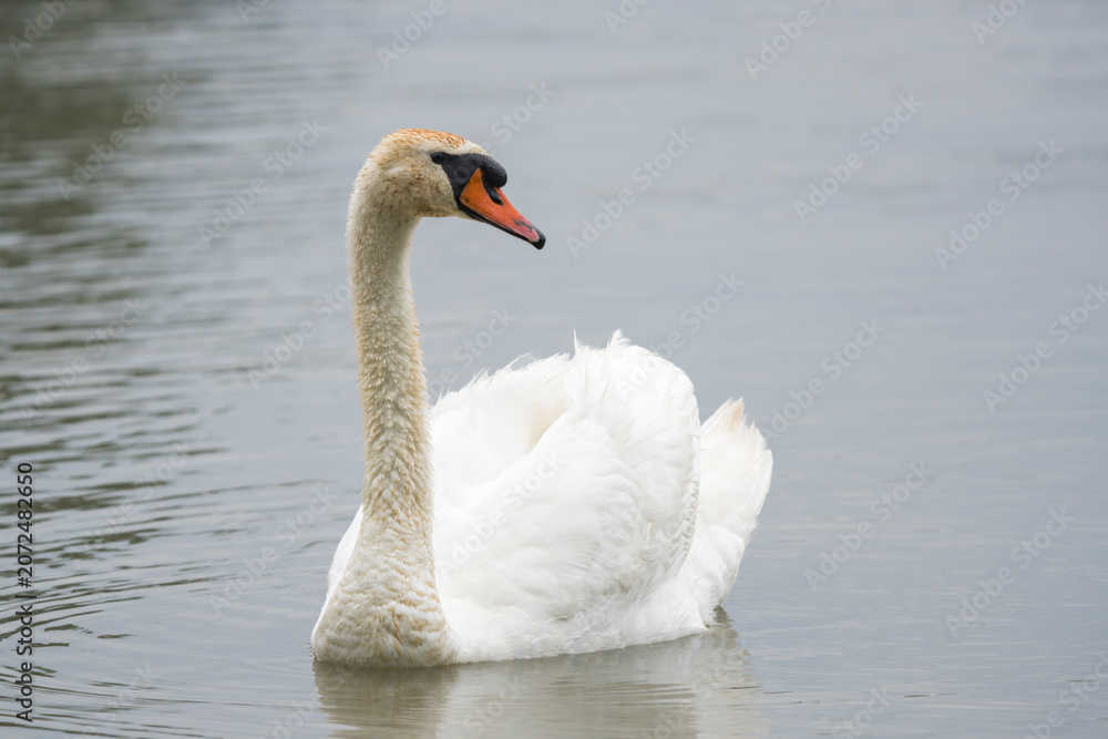 Obraz premium Mute swan (Cygnus olor) swimming peacefully on a calm pond