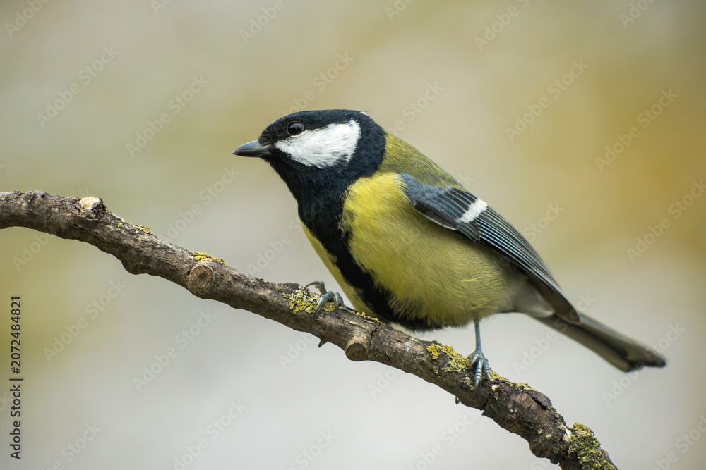 Obraz premium Great tit (Parus major) perched on a lichen-covered tree branch in wild nature