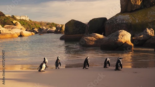 Penguins walk along a serene beach with large rocks and calm water at sunset.