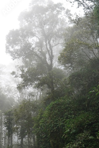 ​Tall tropical jungle trees shrouded in thick white fog and mist in a rainforest