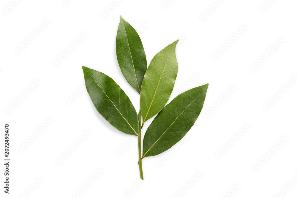 Fototapeta premium Green bay leaves display their rich color and texture in a natural setting, PNG
