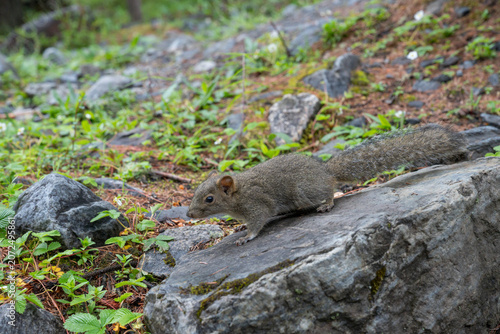 The Squirrel on a Rock