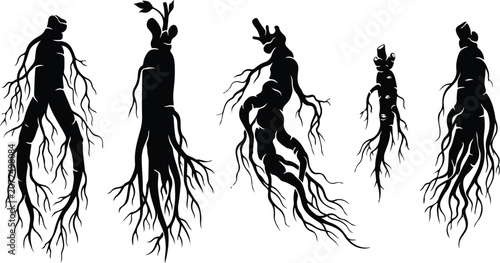 Fotografie Detailed fresh panax ginseng root silhouettes vector design elements