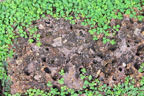 Green plant growinng around old stone natural frame background
