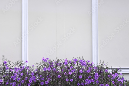 Puple ruellia tuberosa flower blooming,field on concrete wall background