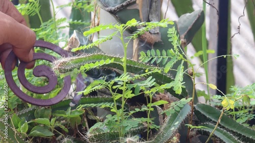 Hand holding a burning mosquito coil in a home garden. Household mosquito control and family protection concept for preventing mosquito bites, dengue fever, and other mosquito borne diseases.